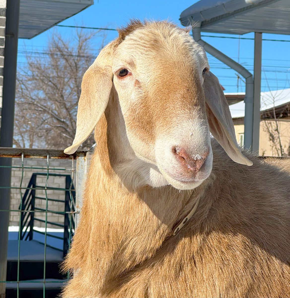 Араш sheep